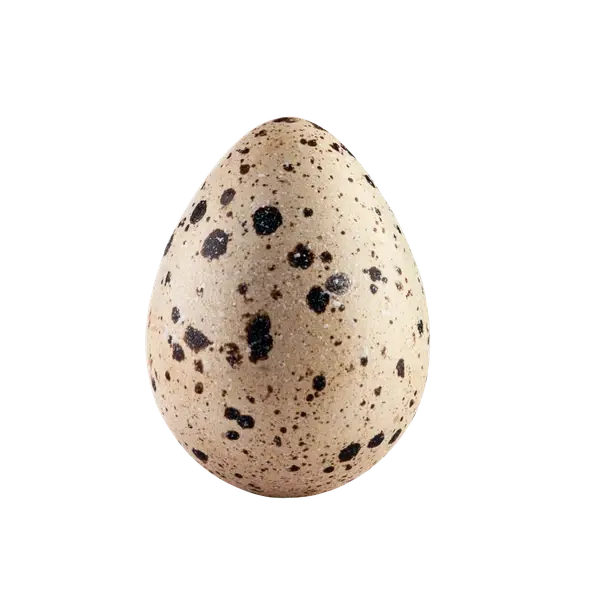 Ovo de codorna com casca malhada